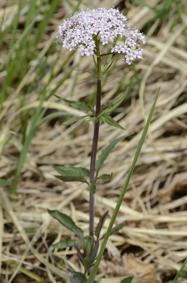 Valeriana tripteris / Valeriana trifogliata